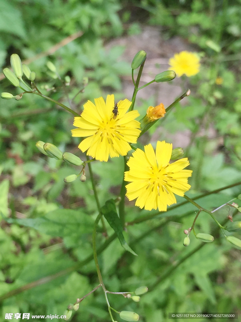 小黄花 花朵 小花 野花 花草