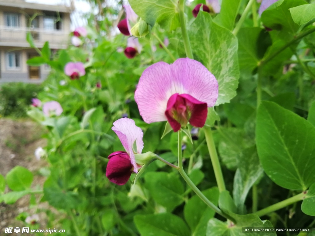 豆角花