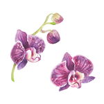 手绘鲜花