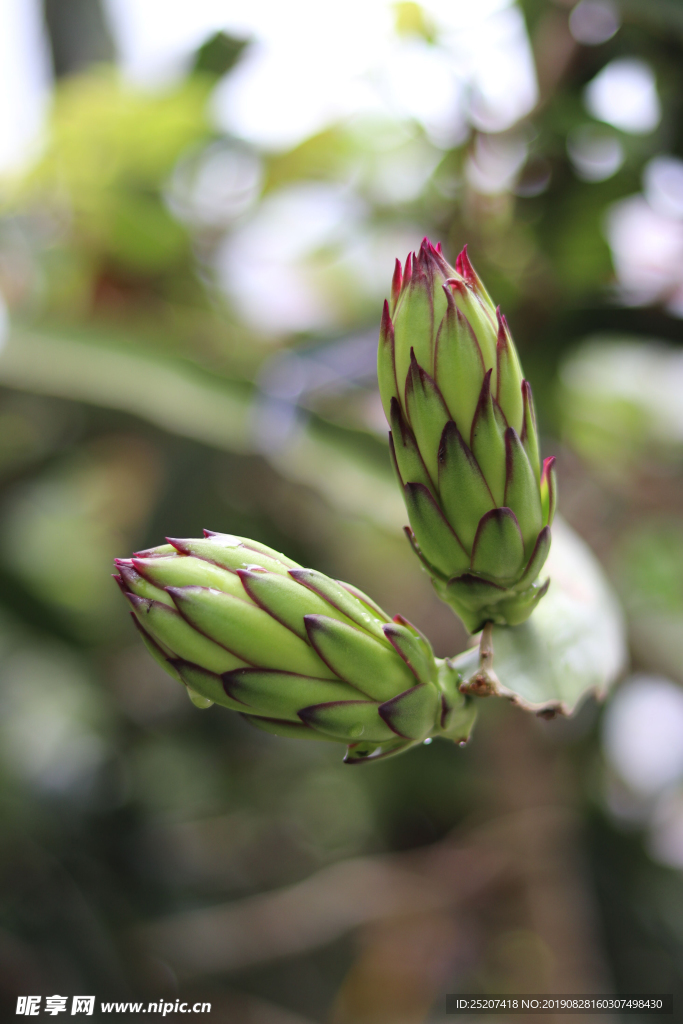 火龙果花蕾