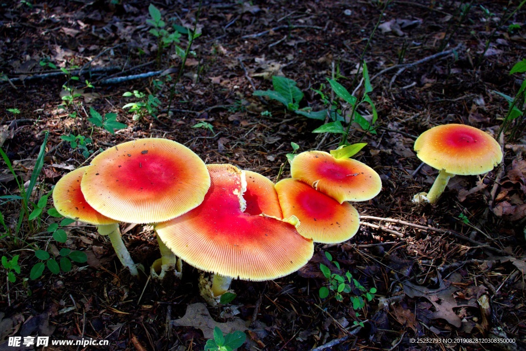 地面伞状红蘑菇