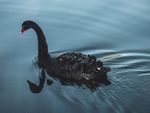 湖面黑天鹅