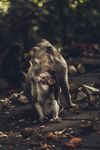 母猴带小猴