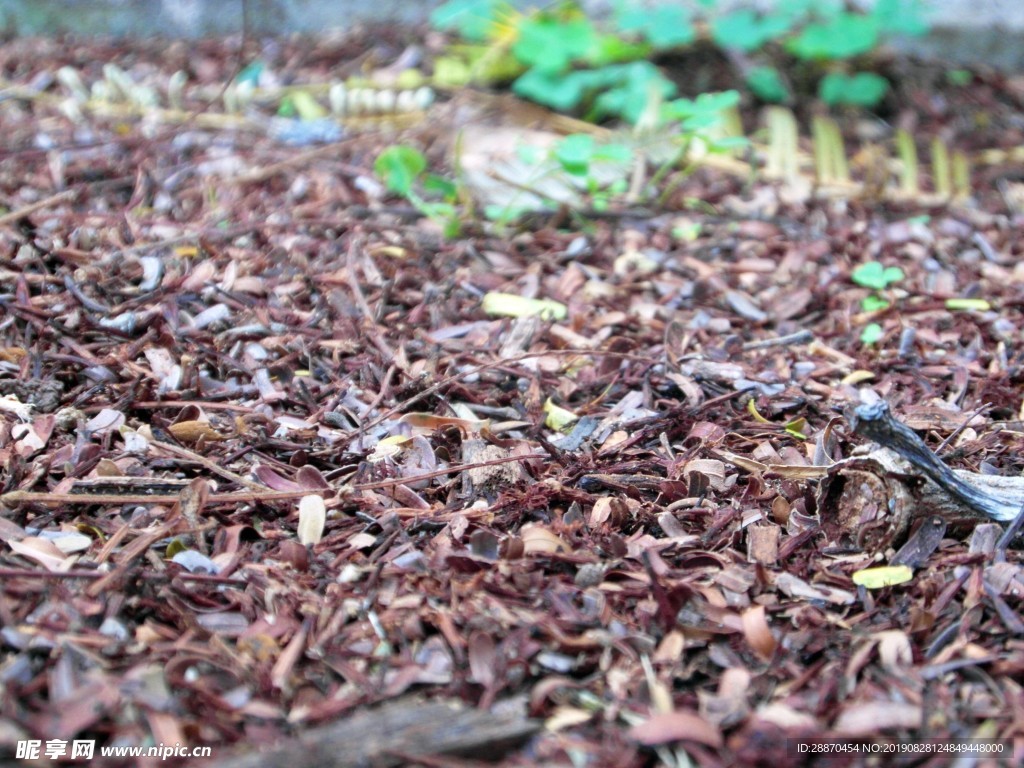 森林地板背景
