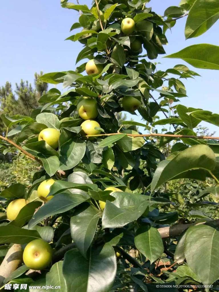 翠冠梨
