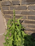 翅果菊