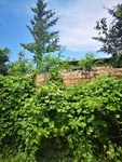 风景