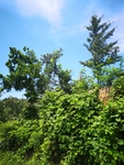 风景