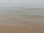 海