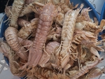 皮皮虾