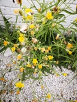 黄花