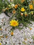 黄花