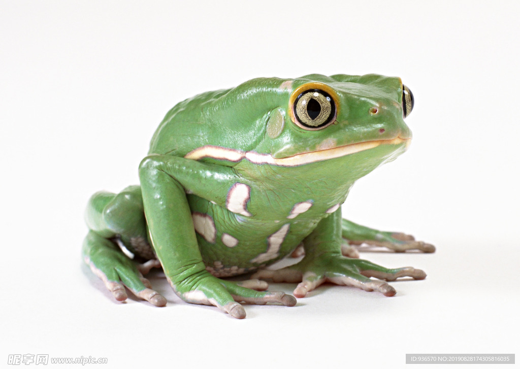 绿色斑纹的青蛙摄影