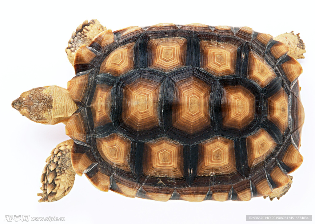 海龟的甲壳花纹