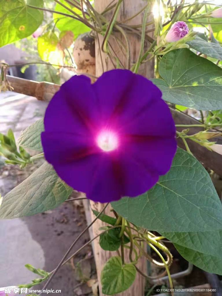 喇叭花
