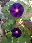 牵牛花