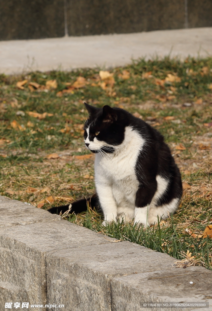 花猫