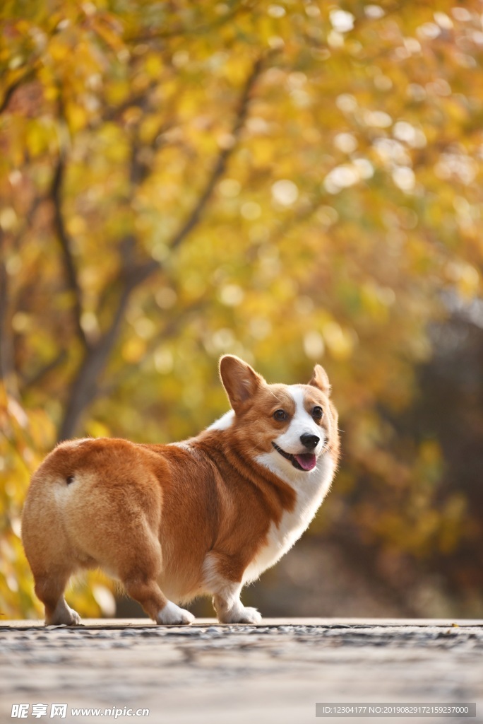 狗
