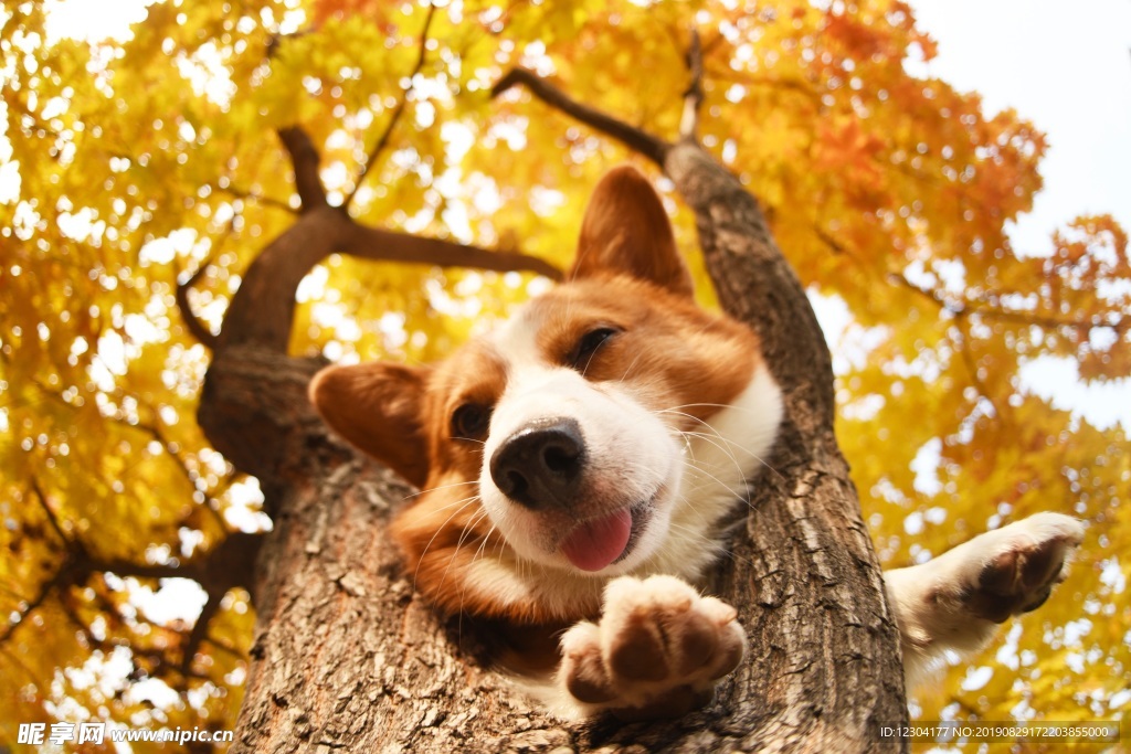 狗