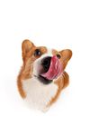狗