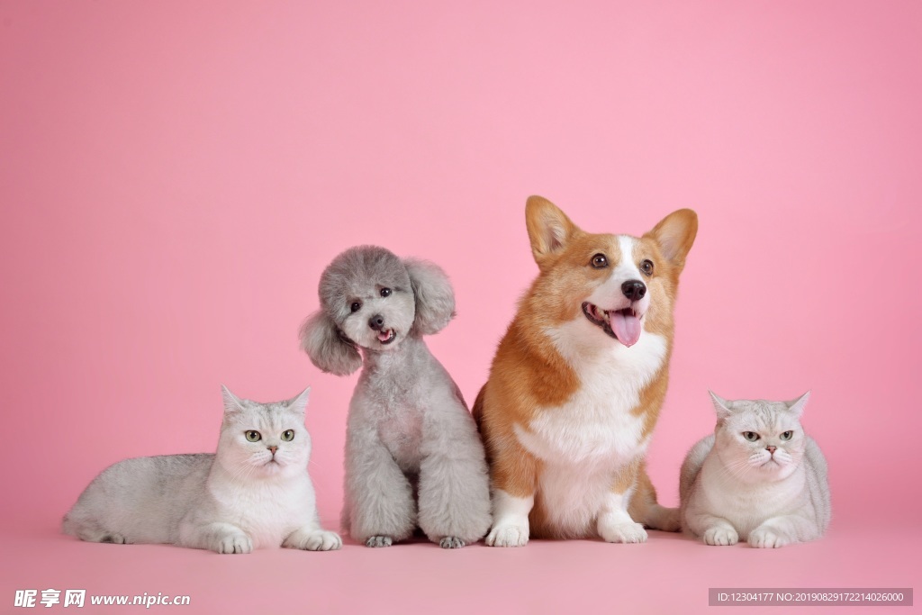 狗