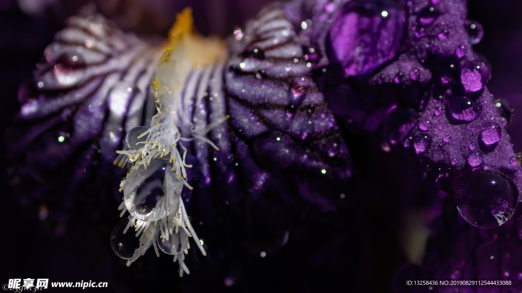 紫色花朵露水花蕊背景