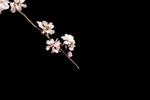 春季典雅纯色背景桃花特写