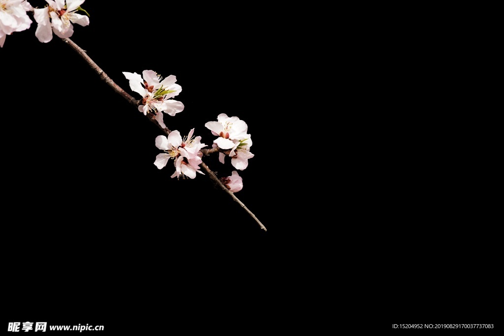春季典雅纯色背景桃花特写