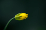 带露珠的油菜花