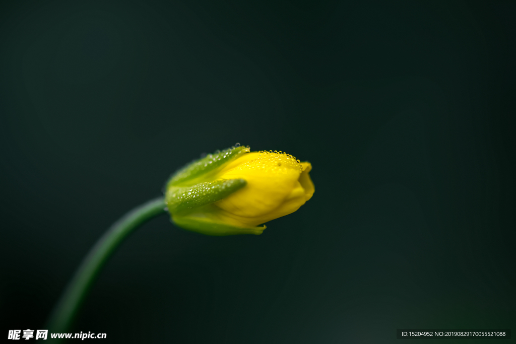 带露珠的油菜花