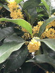桂花