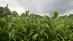 茶