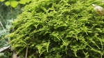 苔藓