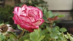 鲜花