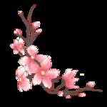 腊梅