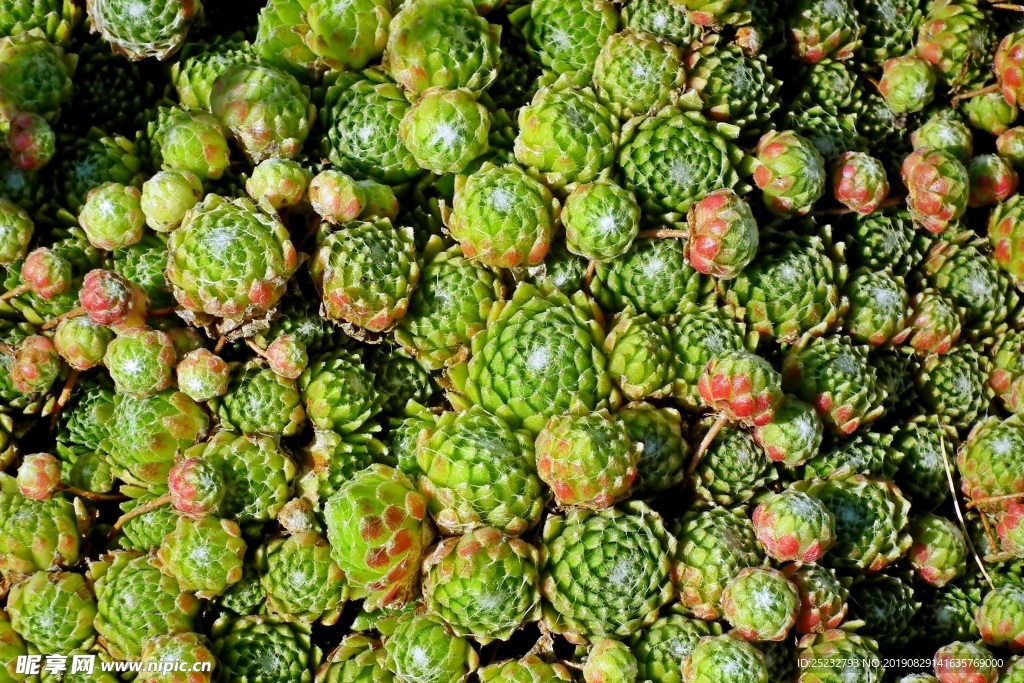 绿色多肉植物观赏
