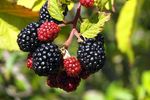 黑莓浆果成熟