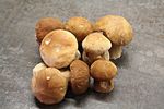 牛肝菌蘑菇苞