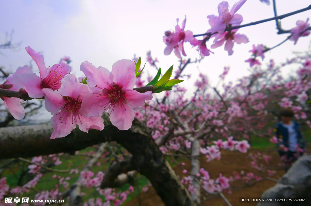 桃花