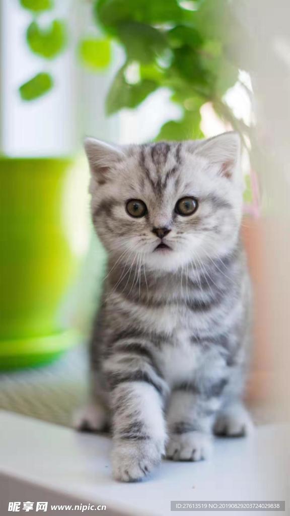 憨萌的小猫图片