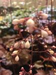 红花矾根