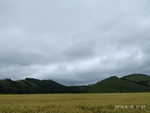 麦田 大麦 麦子 天空 白云