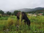 农村 马 草 房 山 雾