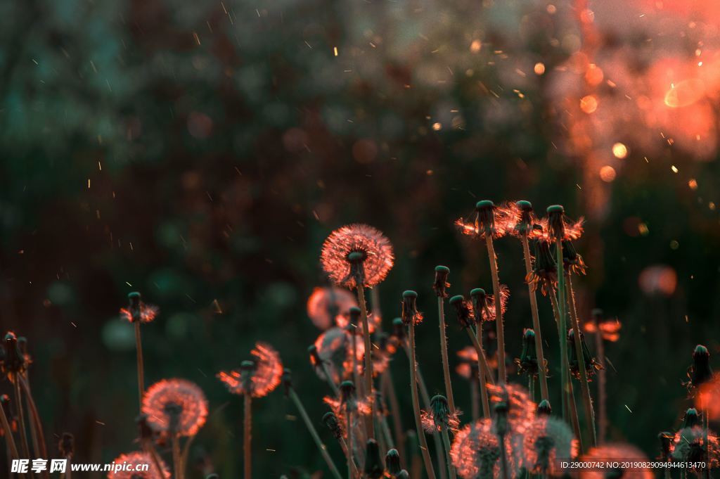 蒲公英 花 野花 背景