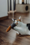 宠物猫