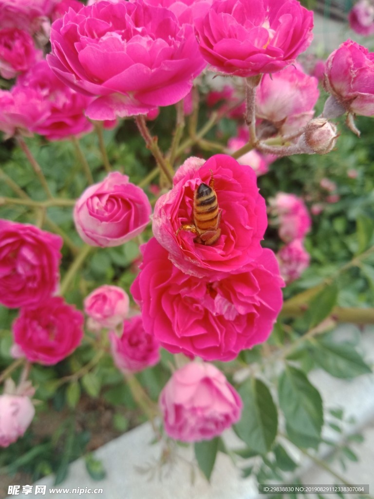 蜜蜂与鲜花
