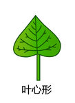 叶心形