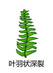 叶羽状深裂