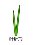 叶针形
