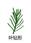 叶片  叶针形状